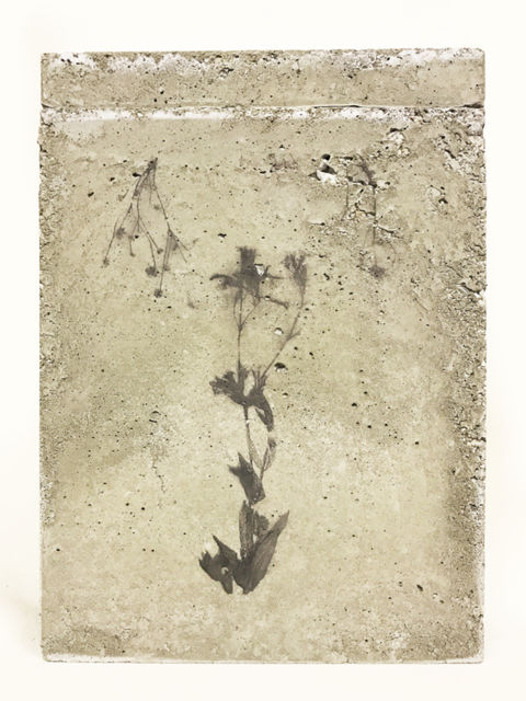 TINKEBELL., Flower collage in a box of concrete with aceton print , Something Pretty That Can Do No Harm 2, 2017