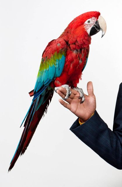 Abel Minnée, C-print , Ara Parrot, 2013