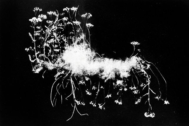 TINKEBELL., Particulates on canvas, Flora Tata Metallica #13, 2021