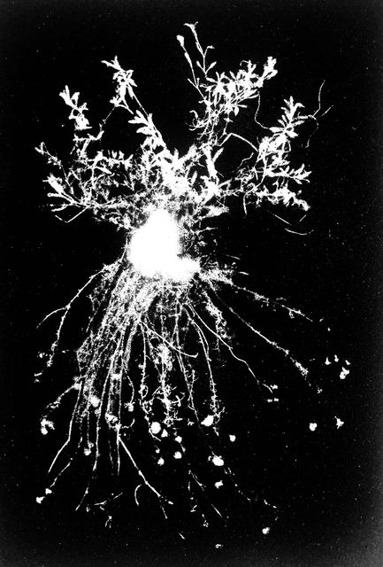 TINKEBELL., Particulates on canvas, Flora Tata Metallica #21, 2021